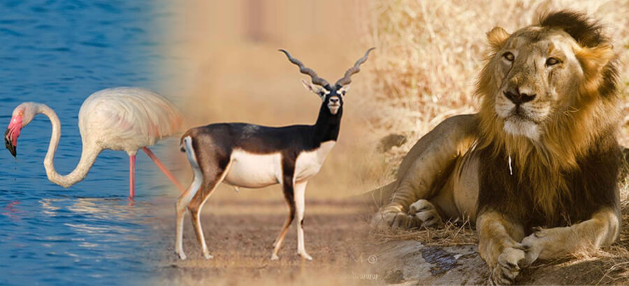 Gujarat wild life tour packages